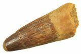 Fossil Spinosaurus Tooth - Real Dinosaur Tooth #298392-1